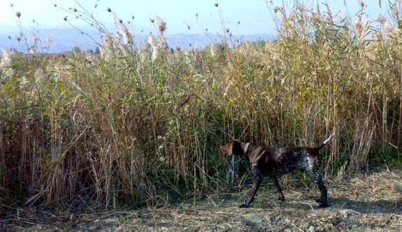 “Köpek gezdirme bitmeli”