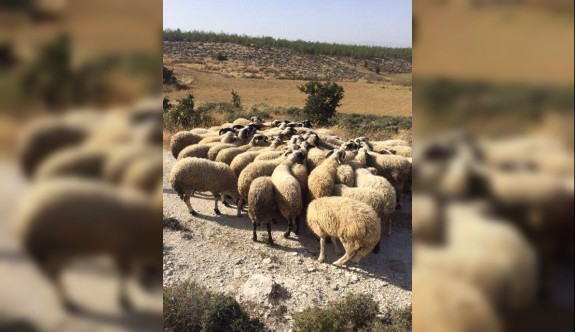 Kuzuları kaçak geçirirken yakalandılar