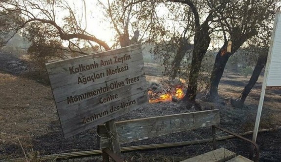 Kalkanlı'daki yangında yanan ağaçlar odun olarak satılacak