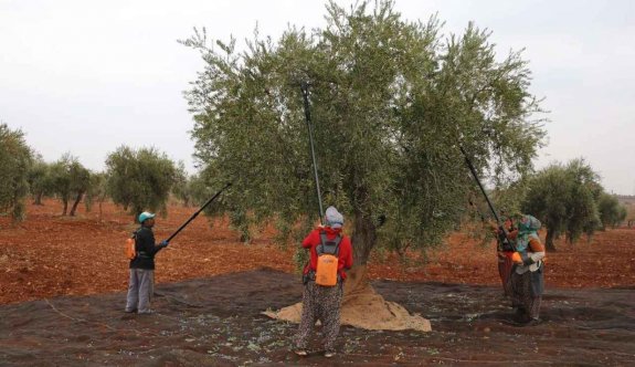 Zeytin, beklentilerin altında kalacak gibi