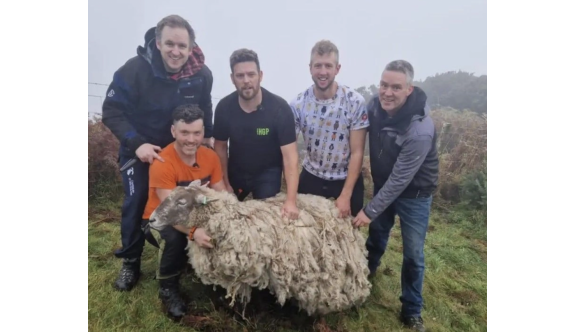 İngiltere’nin en yalnız koyunu kurtarıldı