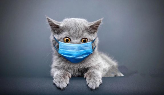 YDÜ’den kedi koronavirüsü için PCR kiti
