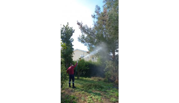 Beyarmudu Belediyesinden çam kese böceğiyle biyolojik mücadele