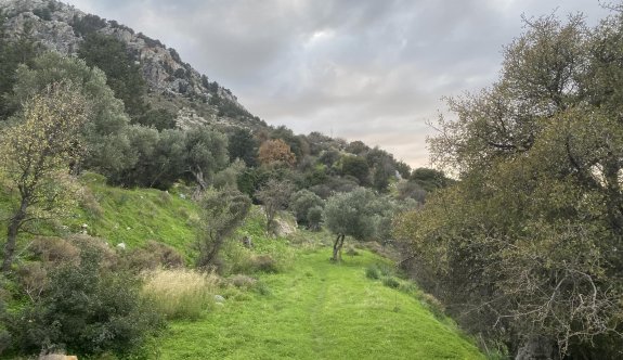 Orman arazisini imara açtılar