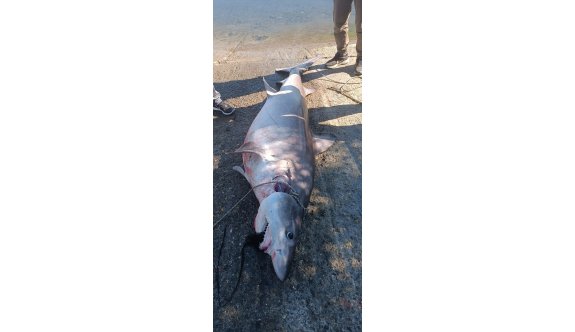 Yeşilırmak’ta köpek balığı yakalandı