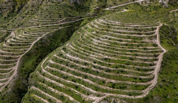 Mersinlik-Ardahan'a 161 bin fidan