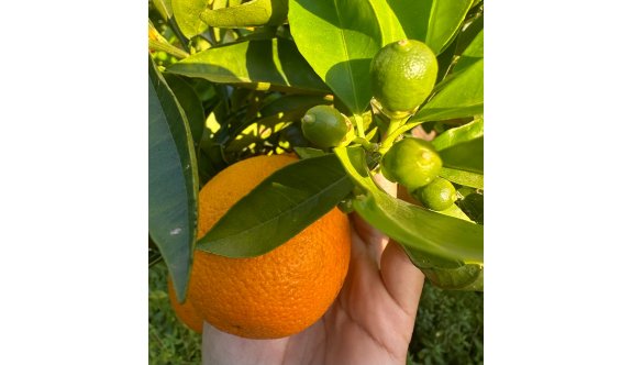 Narenciye bahçeleri kaderlerine terk edildi