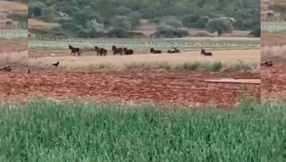 "Bu eşeklere kim sahip çıkacak?"