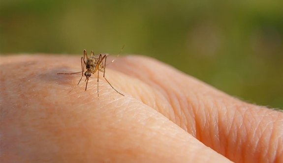 “Sivrisineklerle ‘kan kardeşi’ olduk artık”