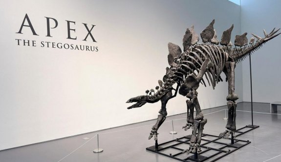 Stegosaurus dinozor fosili 44,6 milyon dolara alıcı buldu