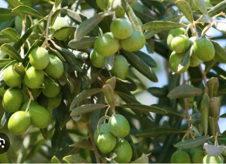 Gazimağusa’da Gemlik zeytin hasadı başlama tarihi 2 Eylül