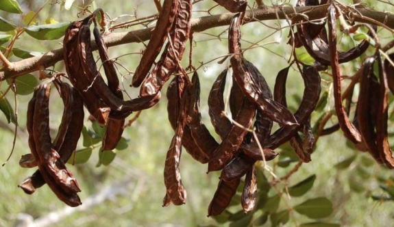 Güzelyurt’ta zeytin ve harup hasadına başlama tarihleri açıklandı