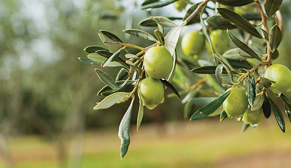 Lefkoşa’da zeytin hasadı 29 Ağustos'ta başlayacak