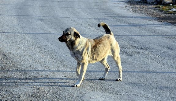 Barolar Birliği ve Altın Patiler Derneği: “Paşaköy’de bir köpek silahla vurulup katledildi”