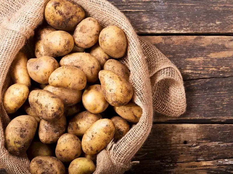 İlkbahar patates satışları yarından itibaren başlıyor