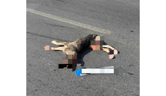 Köpeğe çarpan sürücü hakkında yasal işlem başlatıldı